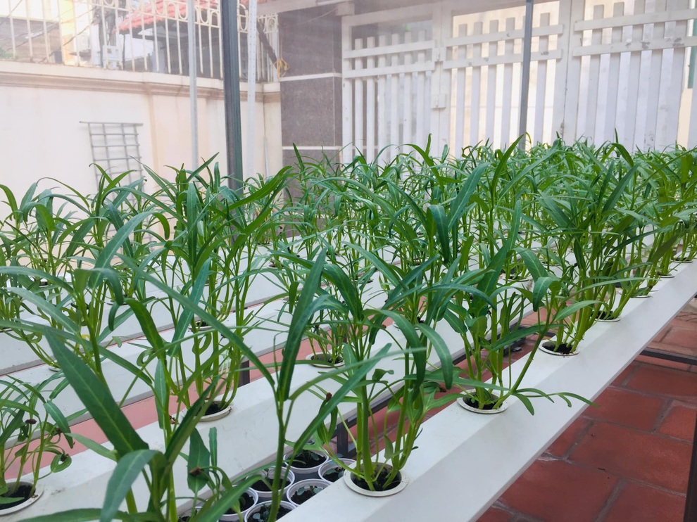 Cửa hàng bán hạt giống rau ăn nên làm ra, phát tài trong mùa dịch - 1 Cửa hàng bán hạt giống rau ăn nên làm ra, phát tài trong mùa dịch - 1