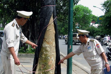 Hà Nội: 2 cây long não "biến thành"... 2 cây sung