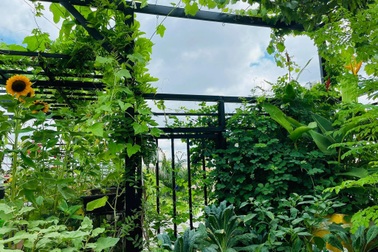 Ngắm vườn như "rừng bách thảo" trên sân thượng của nữ gia chủ ở Sài Gòn