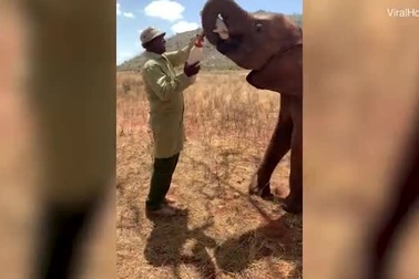 Kỳ thú hình ảnh voi... “bú bình”