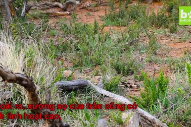 Trăn đá châu Phi nuốt trọn linh dương cỡ lớn