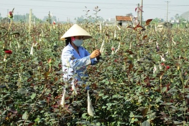 Làng hoa tết tất bật vào mùa