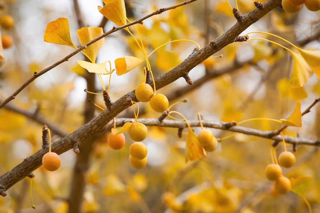 گردشگران از بوی استفراغ که از دو درخت ۷۵ ساله در پارک به مشام میرسید، وحشتزده شدند - ۳ Du khách hoảng hốt vì mùi nôn ói tỏa ra từ cặp cổ thụ 75 tuổi ở công viên - 3