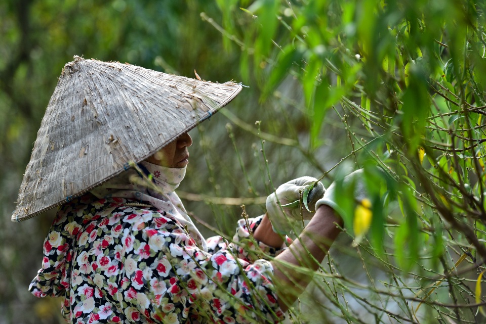 Chi tiền triệu thuê nhân công tuốt lá đào đón Tết Canh Tý - 1 Chi tiền triệu thuê nhân công tuốt lá đào đón Tết Canh Tý - 1