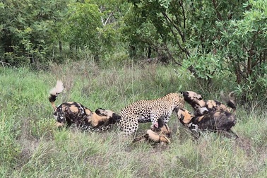 Báo hoa mai suýt trả giá đắt khi tấn công chó hoang châu Phi