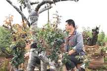 Gốc hồng mẫu tử trăm tuổi: Trả tiền tỷ quyết không bán cho Trung Quốc