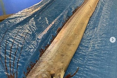 Người dân Nhật Bản lo lắng khi bắt được loài cá tượng trưng cho diệt vong