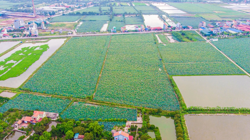 Lội bùn hái sen 2 tháng, nông dân kiếm hàng trăm triệu đồng - 1 Lội bùn hái sen 2 tháng, nông dân kiếm hàng trăm triệu đồng - 1