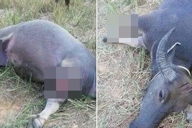 Gần 10 con trâu non bị cắt đứt gân chân