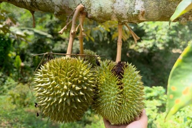 Vườn sầu riêng giá tiền tỷ được rao bán rầm rộ