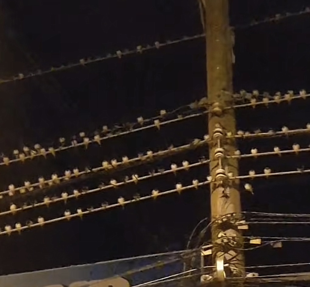 Hàng nghìn con chim lạ bay rợp trời ở Kiên Giang - 1