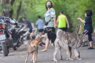 Người dân TPHCM bất lực trước cảnh chó, mèo thả rông tung hoành