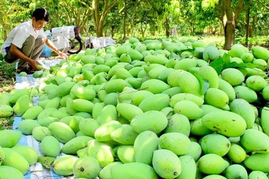 Trái cây đua nhau rớt... giá