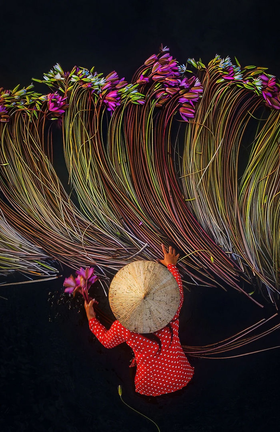 Bộ ảnh “Thu hoạch hoa súng” đậm chất thơ của nhiếp ảnh gia Việt Nam - 7 Bộ ảnh “Thu hoạch hoa súng” đậm chất thơ của nhiếp ảnh gia Việt Nam - 7