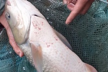 Hàng tấn cá chết bất thường trên sông Mã