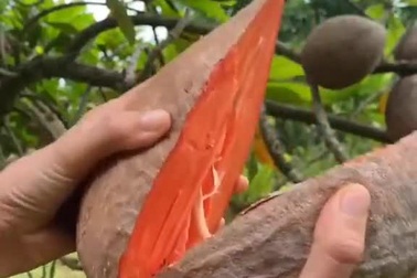 Giống hồng xiêm ruột đỏ lạ mắt