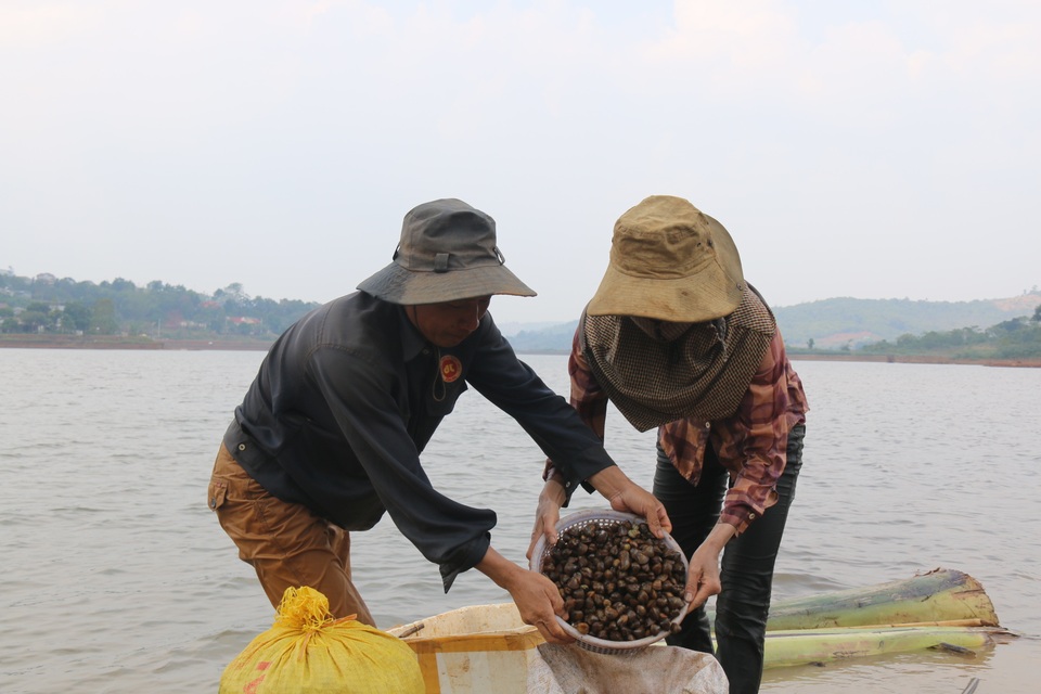 Kiếm tiền triệu mỗi ngày nhờ cào hến giữa... lòng thành phố - 3 Kiếm tiền triệu mỗi ngày nhờ cào hến giữa... lòng thành phố - 3