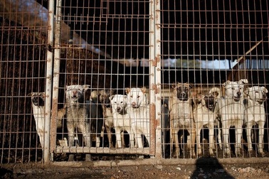 Nhà hàng thịt chó ở Pyeongchang vẫn mở cửa đón khách trong thời gian thế vận hội