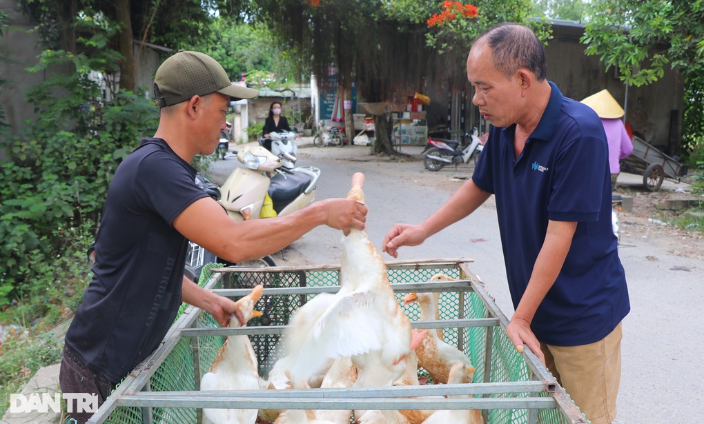 Tết Đoan Ngọ tại Nghệ An: Cảnh mua bán vịt nhộn nhịp, nhu cầu tăng cao