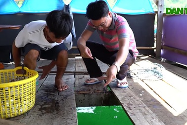 Anh nông dân nuôi cá bè kết hợp làm du lịch cho thu nhập khá