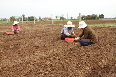Người trồng hành tím kỳ vọng kiếm 20 triệu đồng tiền lãi vụ giáp Tết