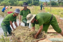 50 cán bộ, chiến sĩ công an xuống đồng gặt lúa chạy lũ giúp dân
