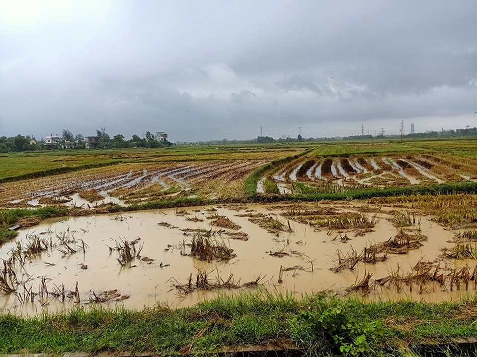 Mưa vàng bất ngờ xuất hiện mang niềm vui kép cho người dân - 3 Mưa vàng bất ngờ xuất hiện mang niềm vui kép cho người dân - 3