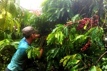 Người dân đứng ngồi không yên vì "quả tỷ đô" rơi rụng theo mưa