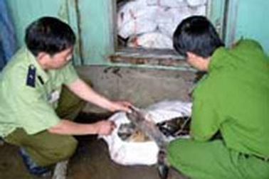 Phát hiện 12 tấn thịt trâu, bò ôi thiu