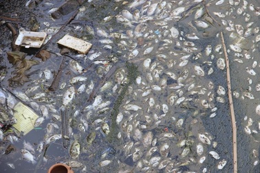 Cá chết trắng hồ, dân nín thở vì mùi hôi thối nồng nặc