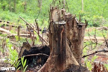 Phú Yên: Rừng phòng hộ bị "cạo trọc", kiểm lâm khẳng định không có?