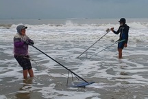 Đi từ Quảng Nam ra Đà Nẵng "đạp nước, rẽ sóng" bắt loại ốc tí hon