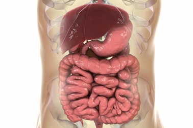 Một số vi khuẩn đường ruột có thể làm tăng nguy cơ ung thư ruột