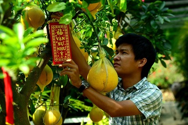 Bưởi Diễn 50 triệu đồng một cây đổ về Sài Gòn bán Tết