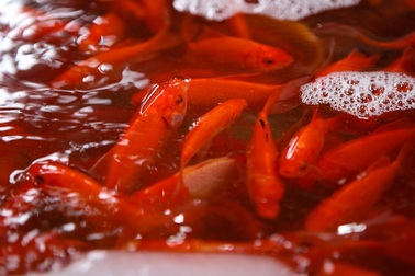 Hà Nội: Giá cá chép giảm nhẹ trước ngày ông Công ông Táo