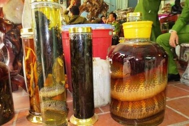 Hàng tỷ USD thiệt hại vì Covid-19, kêu gọi chấm dứt ăn thịt thú rừng