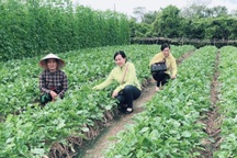 Sóc Trăng: Chị em thoát nghèo nhờ chung tay hùn vốn kinh doanh, trồng màu