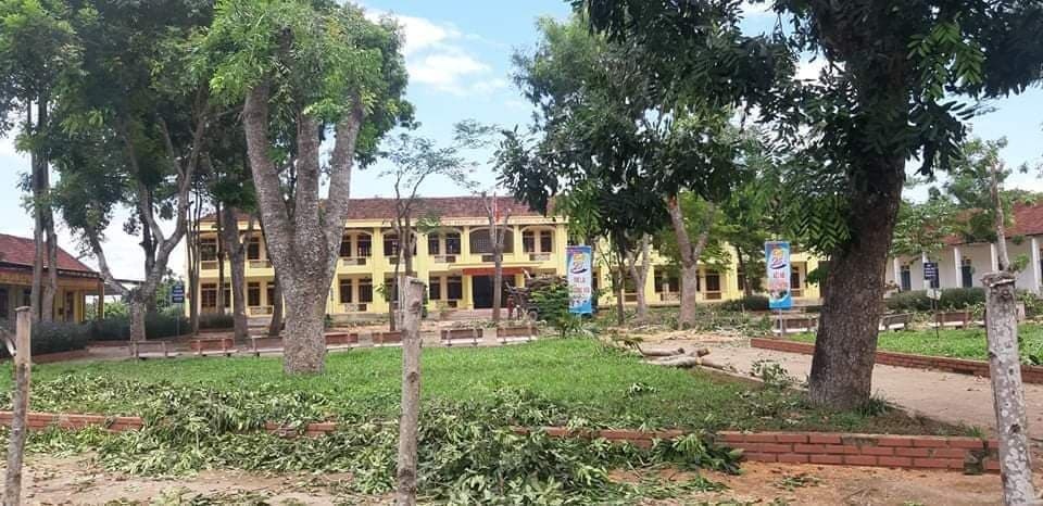 Hàng loạt cây xà cừ trong sân trường bị cắt trụi khiến người dân bức xúc - 2 Hàng loạt cây xà cừ trong sân trường bị cắt trụi khiến người dân bức xúc - 2