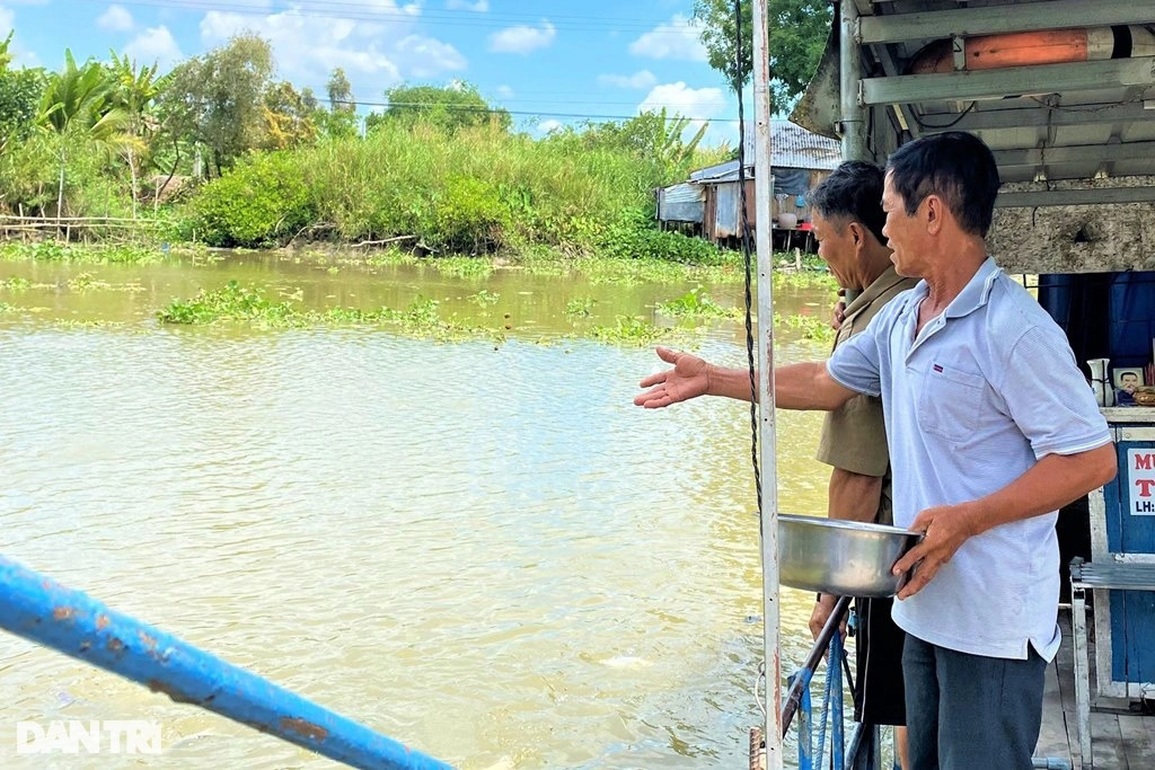 Đàn cá hàng nghìn con đua nhau kéo đến tá túc ở bến đò xin ăn - 5 Đàn cá hàng nghìn con đua nhau kéo đến tá túc ở bến đò xin ăn - 5
