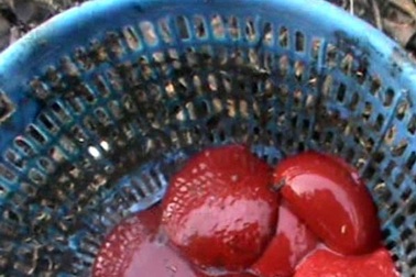 Dòi lúc nhúc ở lò giết mổ gà chui ngay tại chợ