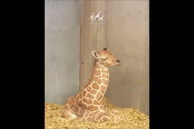 Hươu cao cổ non gặp khó khăn vì chưa thể làm quen với chiếc cổ của mình