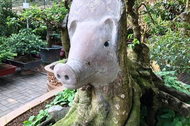 “Choáng” với cây khế “đầu heo” giá nửa tỷ đồng ở Sài Gòn