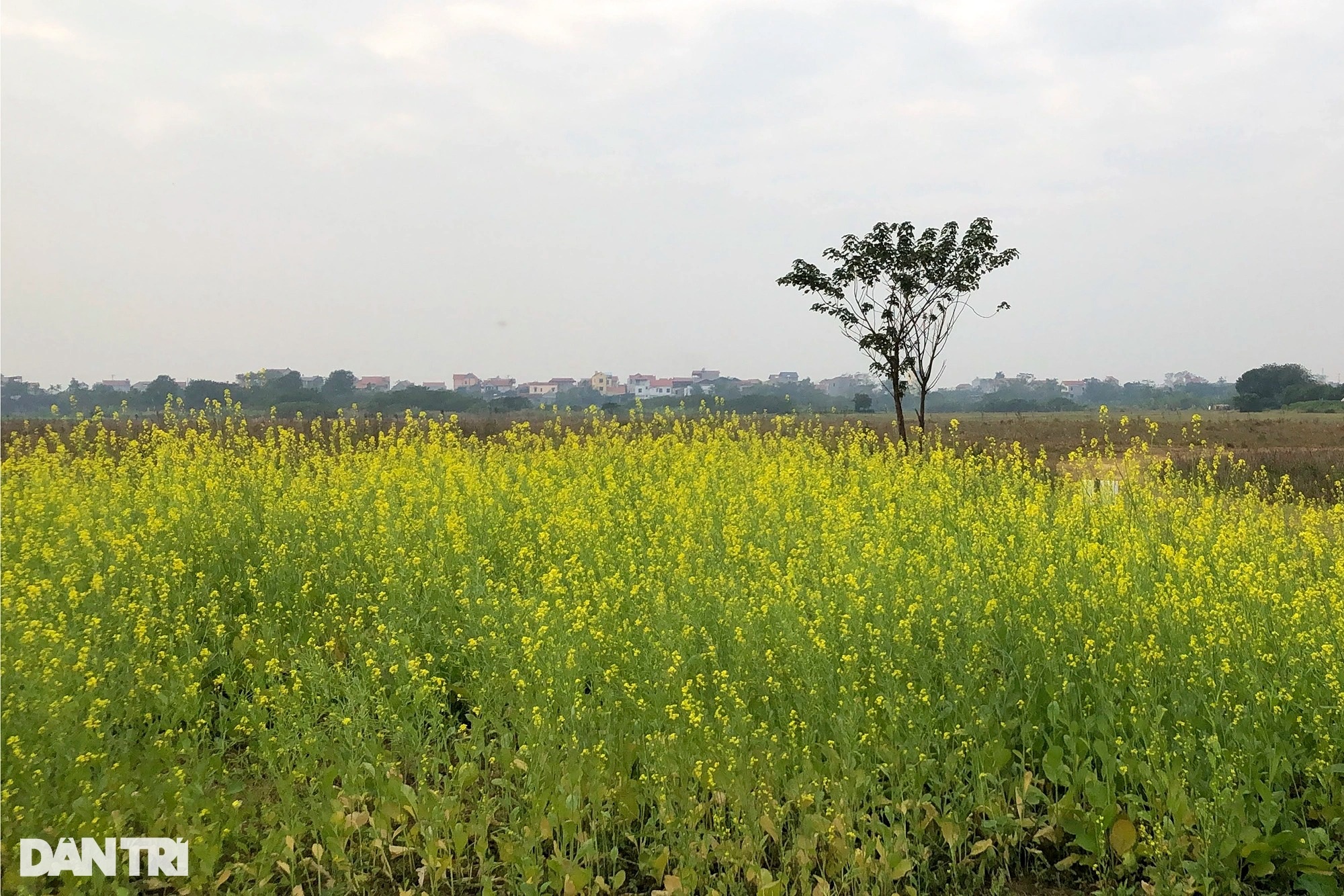 Ruộng hoa cải đẹp ven sông Hồng thất thu vì dịch, cấm khách ra vào chụp ảnh - 12 Ruộng hoa cải đẹp ven sông Hồng thất thu vì dịch, cấm khách ra vào chụp ảnh - 12