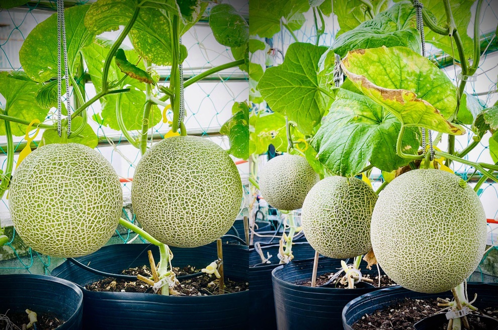 Làm vườn sân thượng giữa mùa dịch, mẹ đảm Sài Gòn có rau trái ăn cả ngày - 8