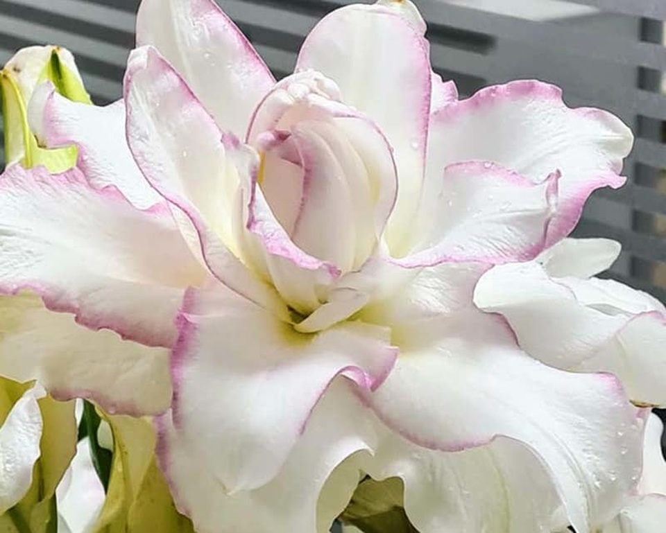Loại hoa ly siêu đắt đỏ, chị em Hà thành ráo riết lùng mua - 2 Loại hoa ly siêu đắt đỏ, chị em Hà thành ráo riết lùng mua - 2