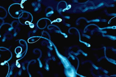 Nhận biết tinh trùng khỏe hay bất thường qua tinh dịch