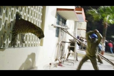 Báo tấn công người ở Ấn Độ