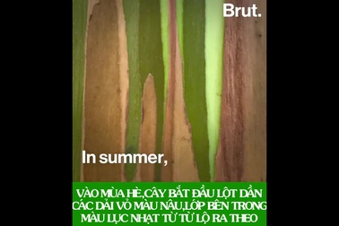 Loài cây sặc sỡ nhất hành tinh: Bức tranh sơn dầu tuyệt đẹp của tạo hóa!