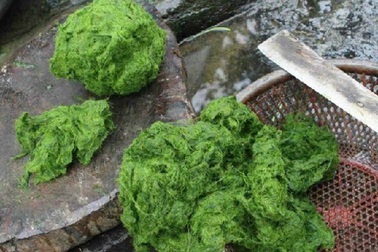 Những đặc sản có công dụng “trường thọ” ở Việt Nam