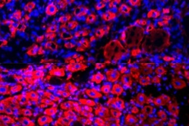 Làm loãng huyết tương để trẻ hóa mô, đẩy lùi lão hóa ở chuột